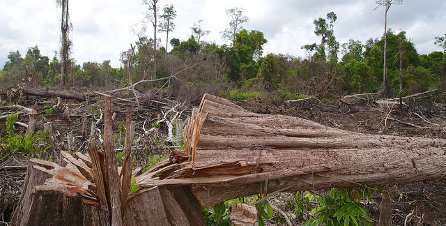 International co-operation to halt deforestation | 